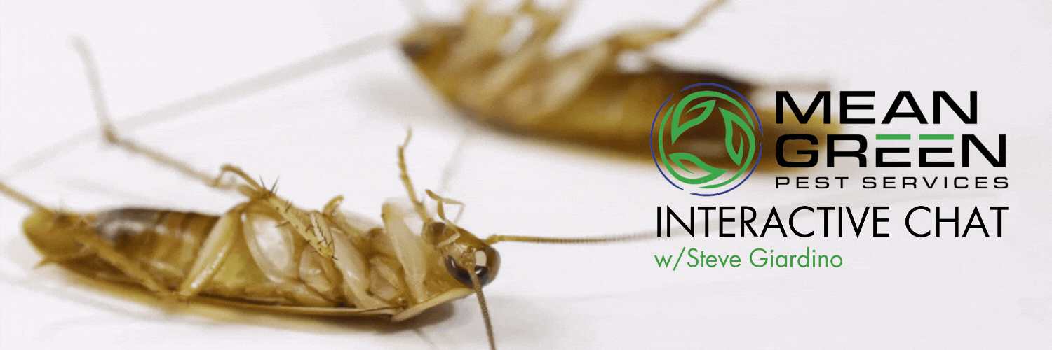 Mean Green Pest Services